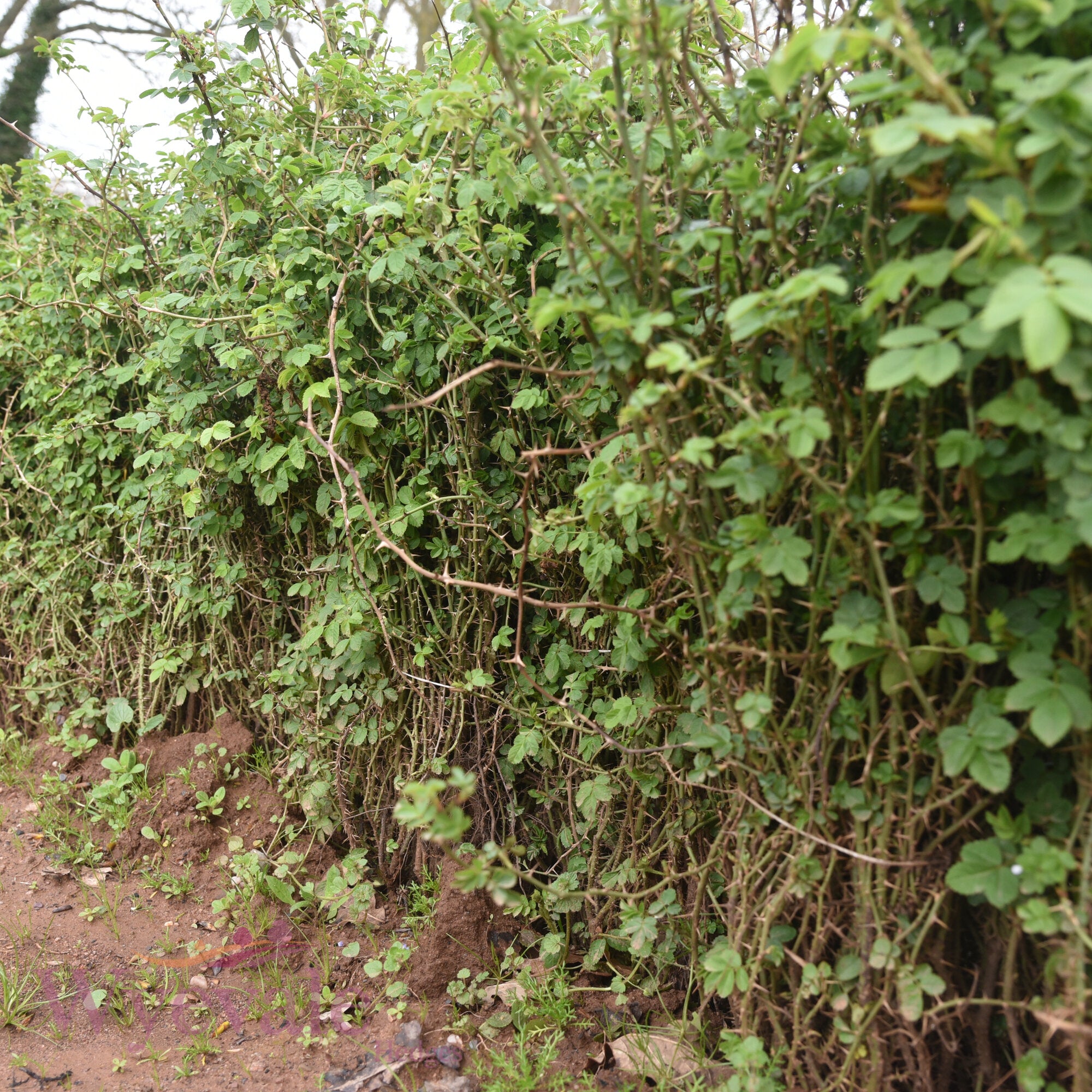 Bareroot Rosa canina (Dog Rose)
