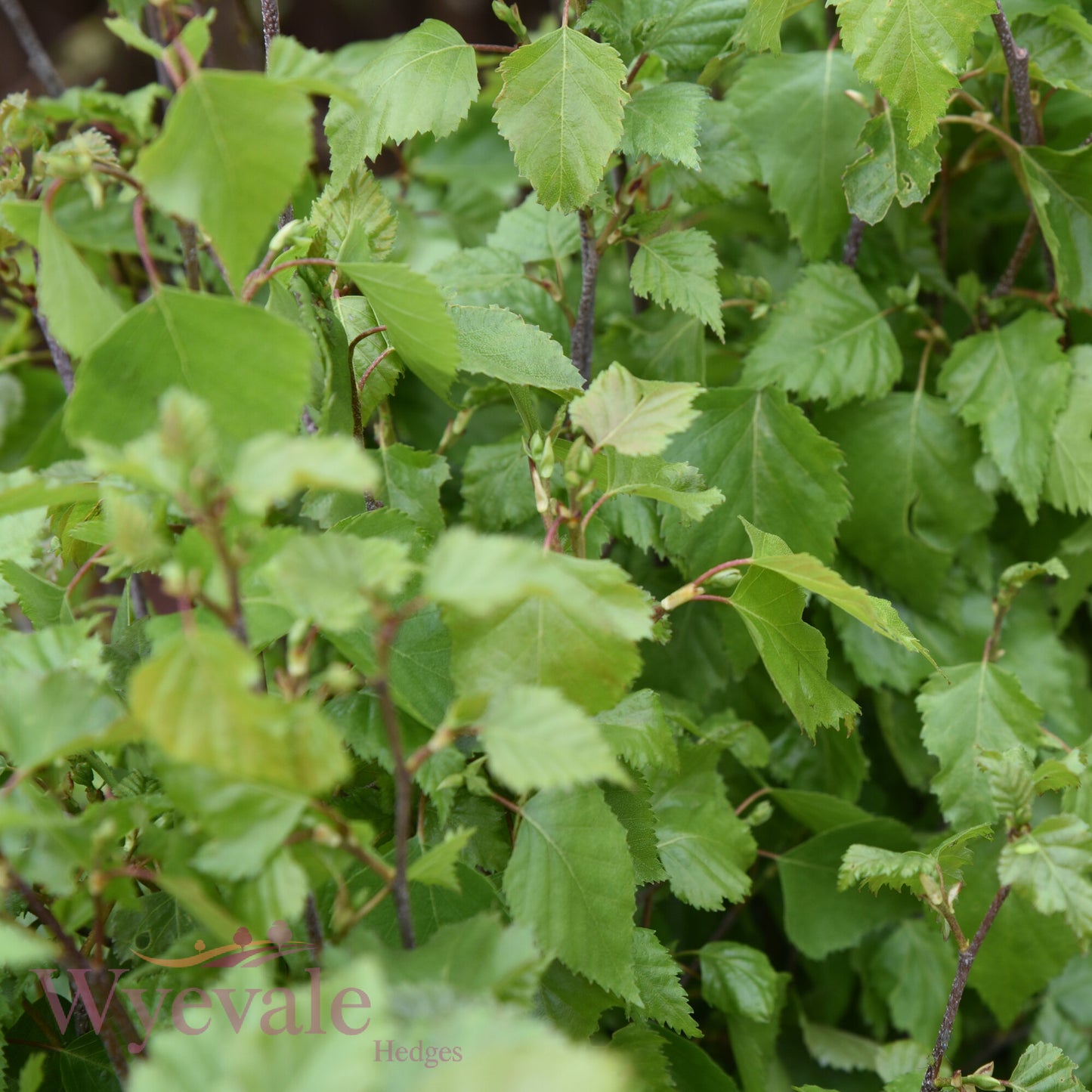Bareroot Betula pendula (Silver Birch)