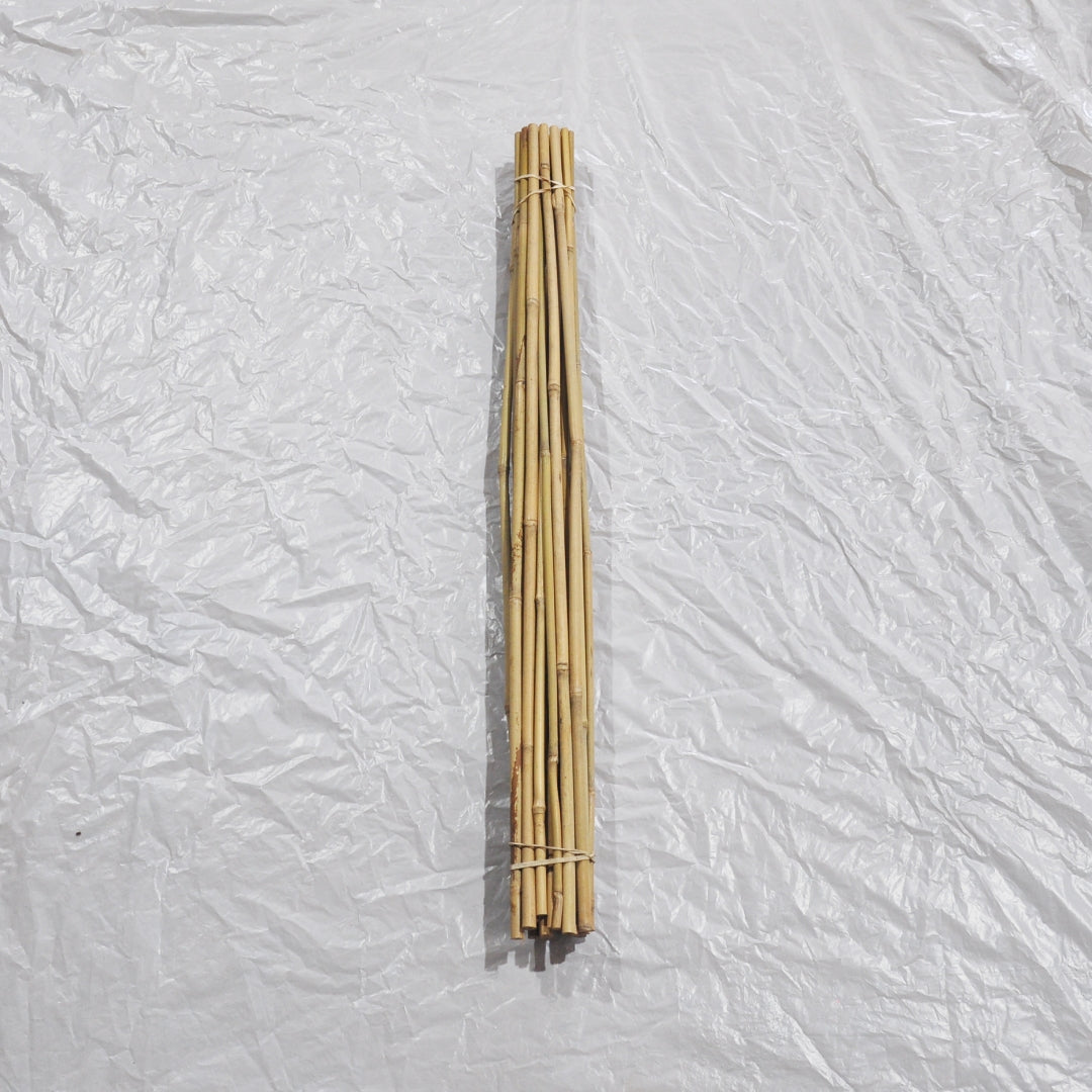 Bamboo Cane (Pack of 25)