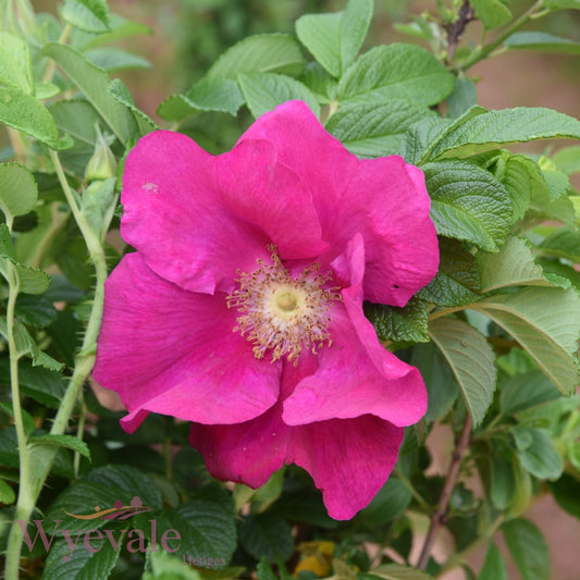 Rosa rugosa 'Rubra' (rugosa rose) 2 Year Transplant (Pack of 25)