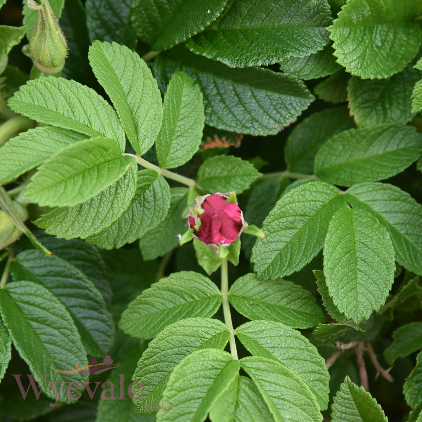 Bareroot Rosa rugosa (Japanese Rose) 'Rubra'