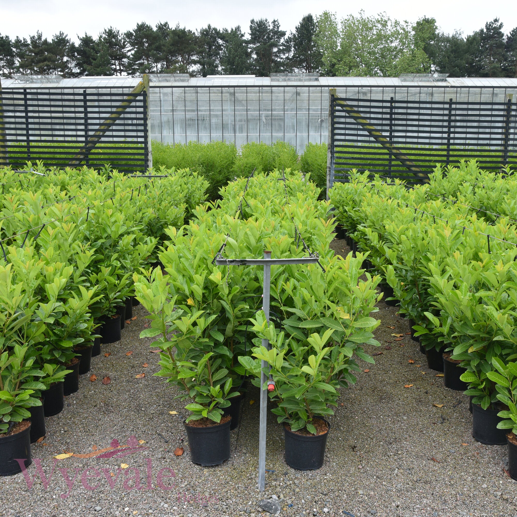 Prunus laurocerasus (Cherry laurel)
