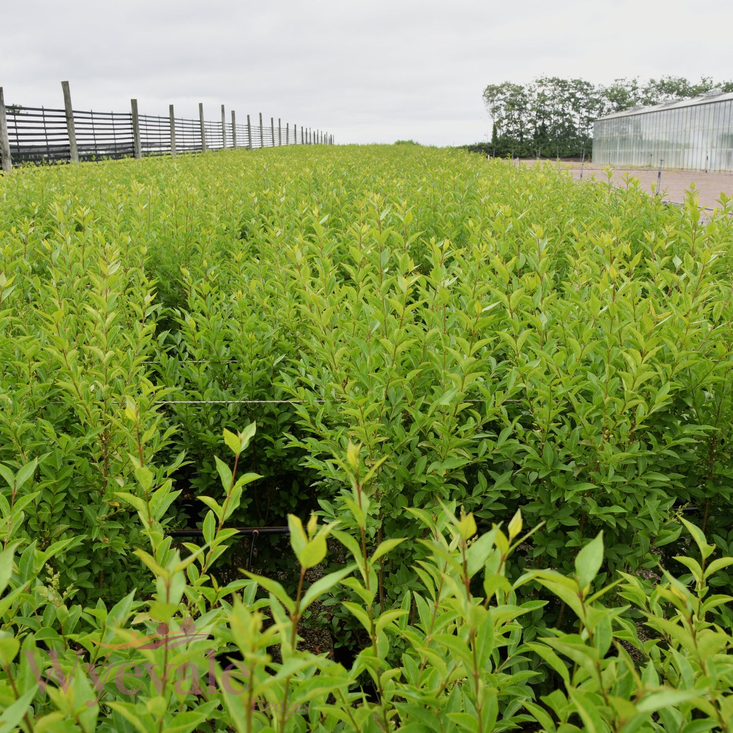 Ligustrum ovalifolium (Privet)