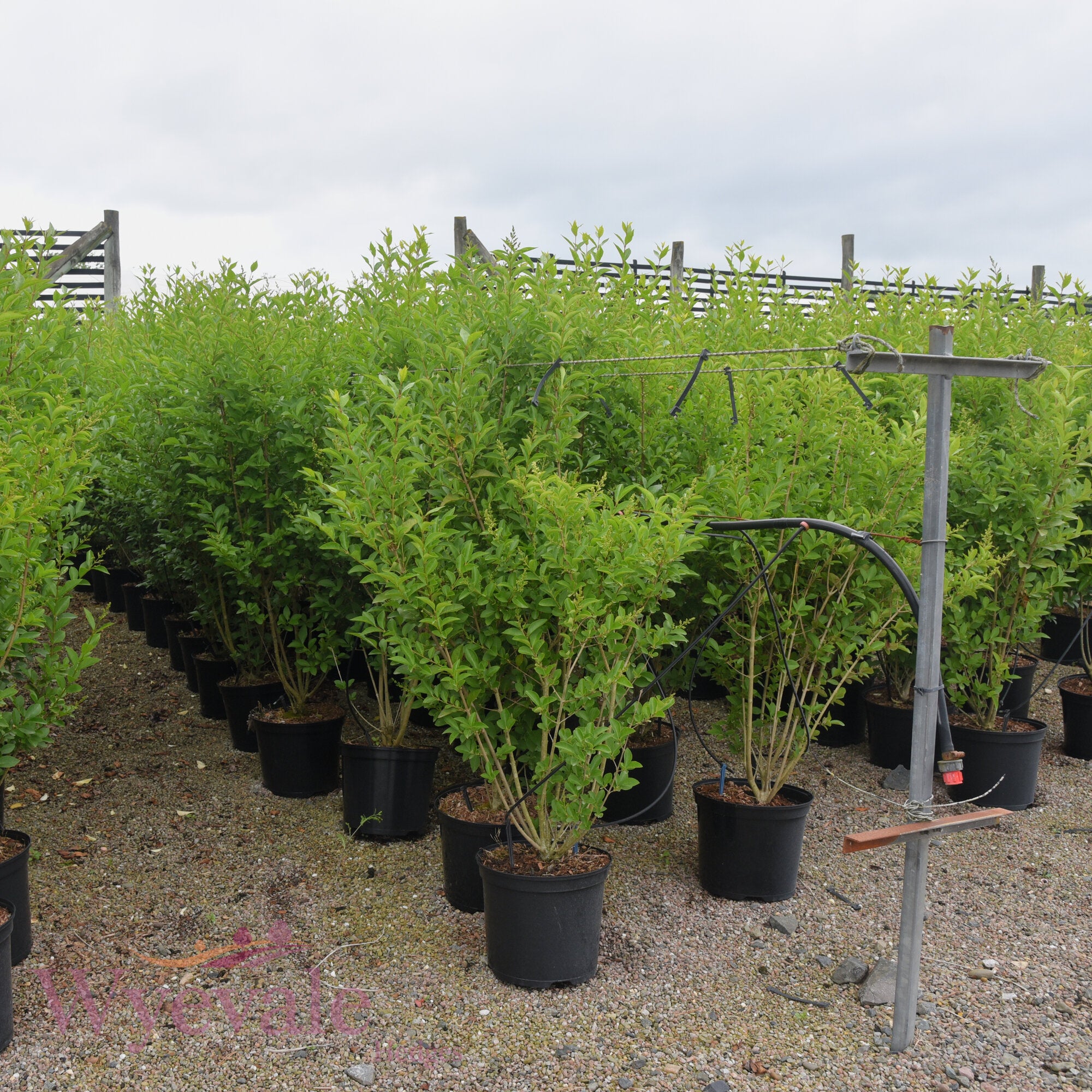 Ligustrum ovalifolium (Privet)
