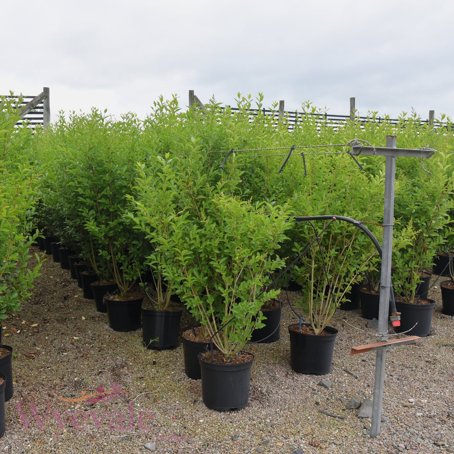 Ligustrum ovalifolium (Privet)
