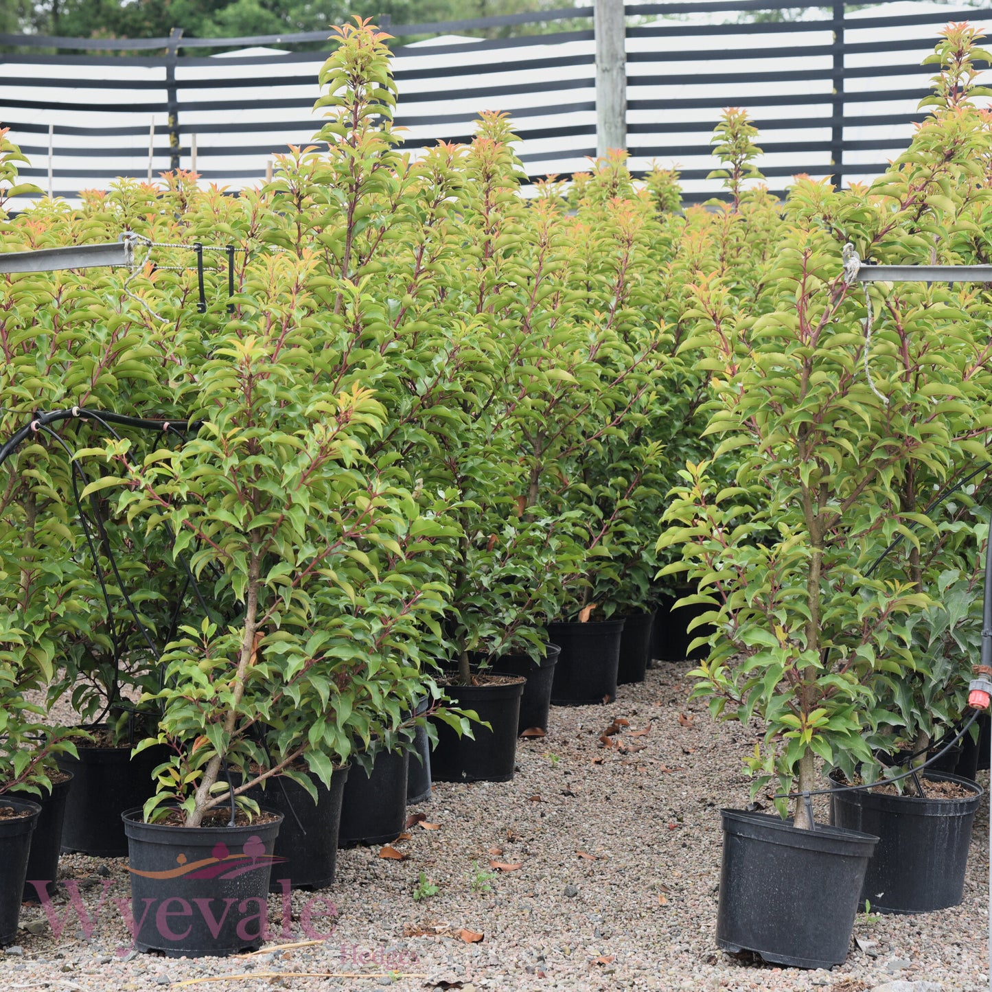 Prunus lusitanica (Portuguese Laurel) 'Myrtifolia'