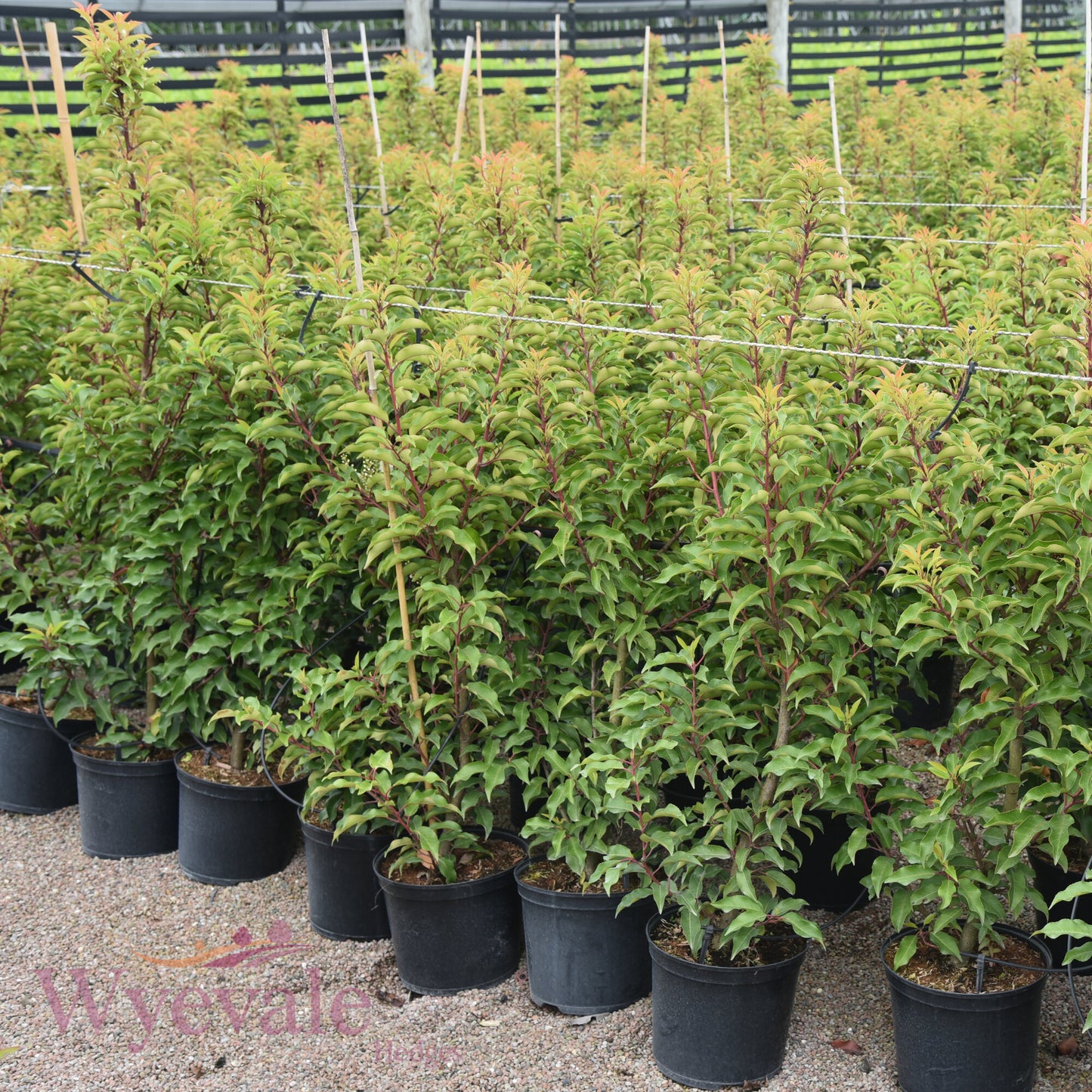 Prunus lusitanica (Portuguese Laurel) 'Myrtifolia'