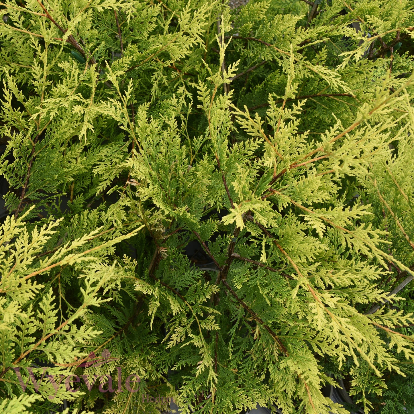 X Cupressocyparis leylandii (Leyland Cypress) 'Excalibur Gold'
