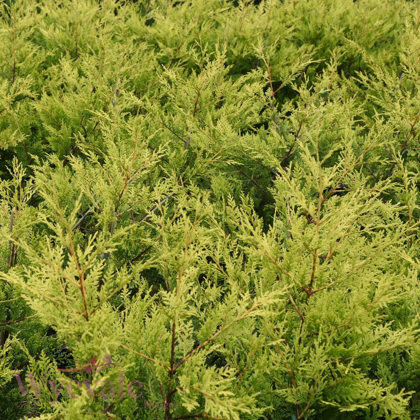 X Cupressocyparis leylandii (Leyland Cypress) 'Excalibur Gold'