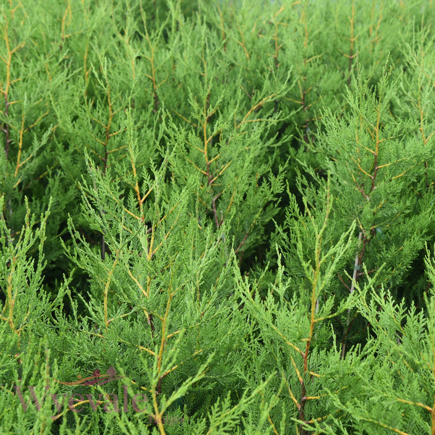 X Cupressocyparis leylandii (Leyland cypress)