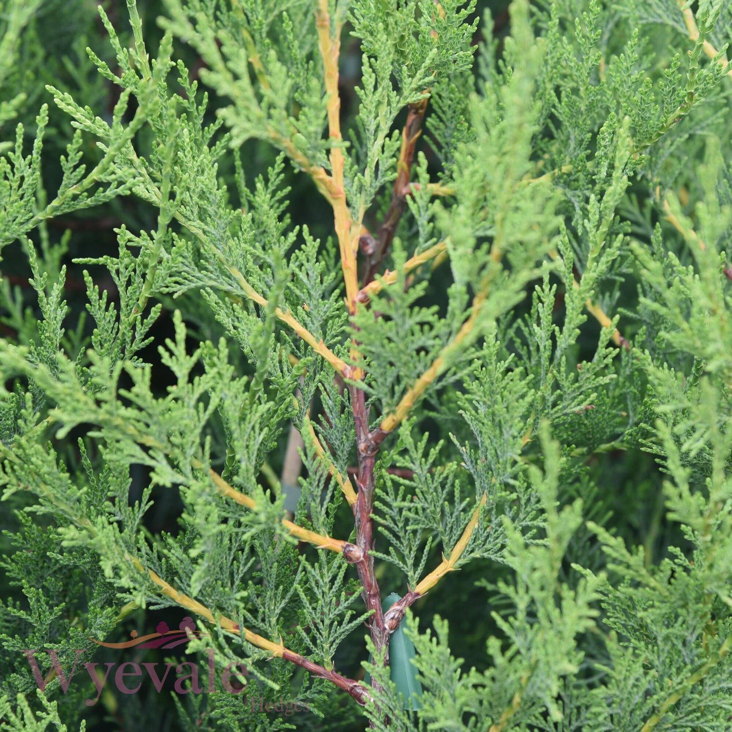 X Cupressocyparis leylandii (Leyland cypress)