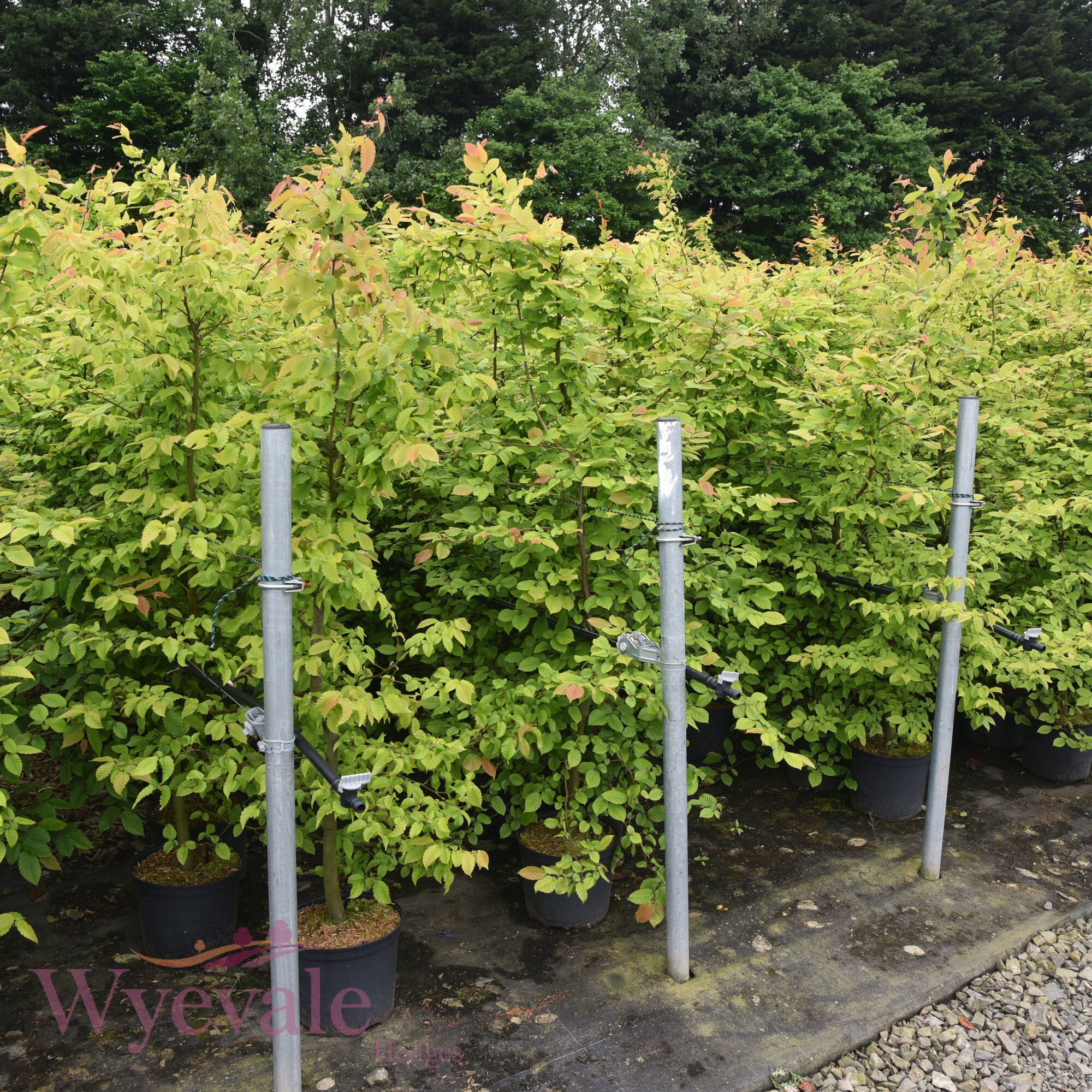 Carpinus betulus (Hornbeam)