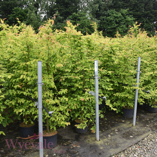 Carpinus betulus (Hornbeam)
