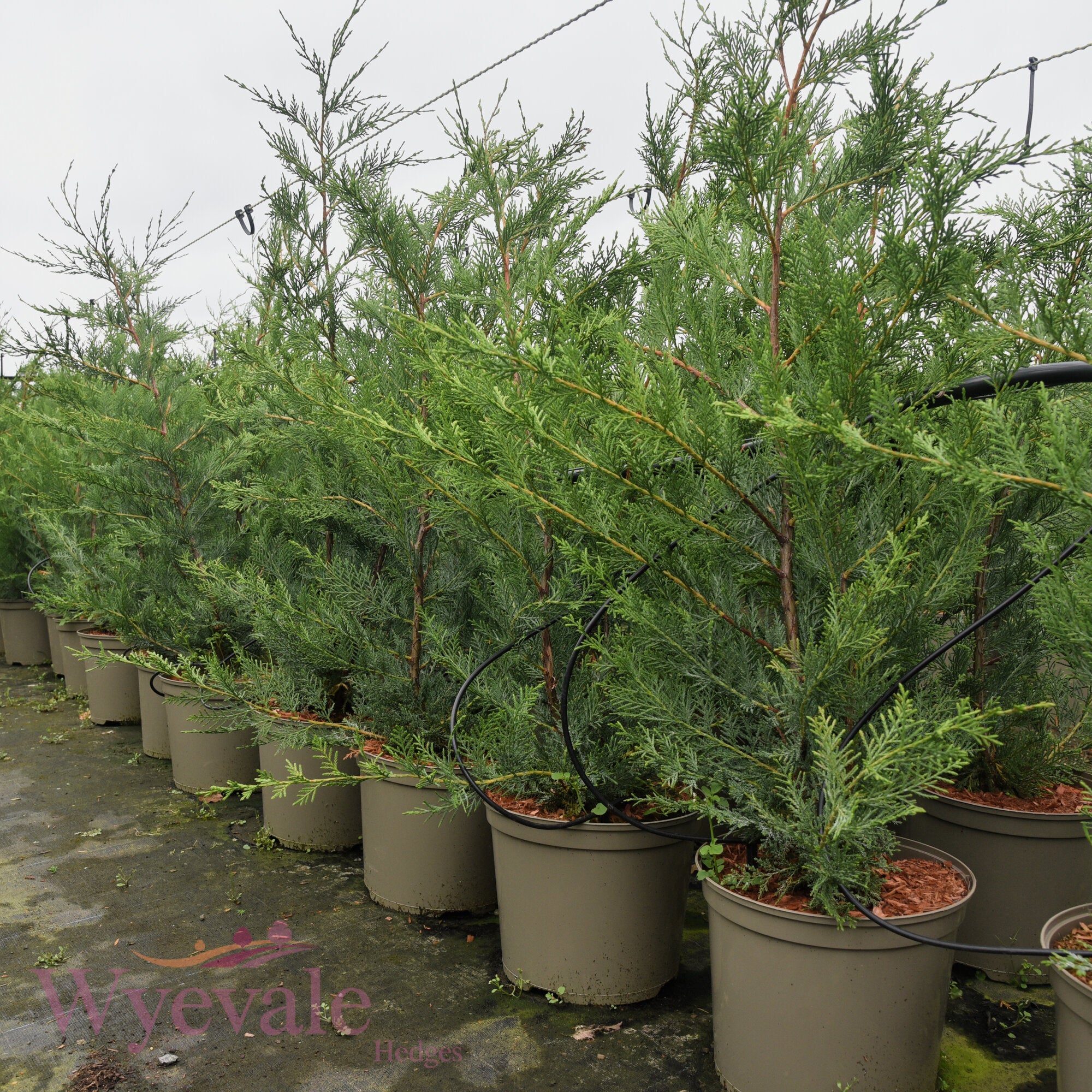 X Cupressocyparis leylandii (Leyland cypress)