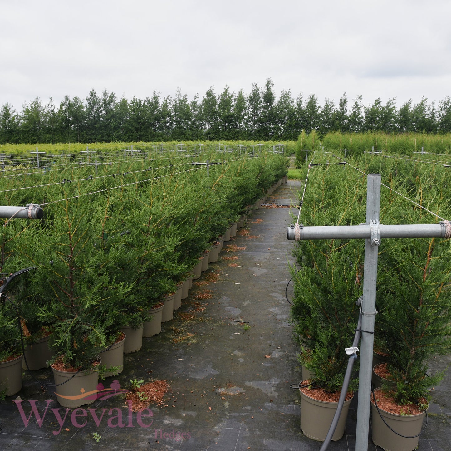 X Cupressocyparis leylandii (Leyland cypress)