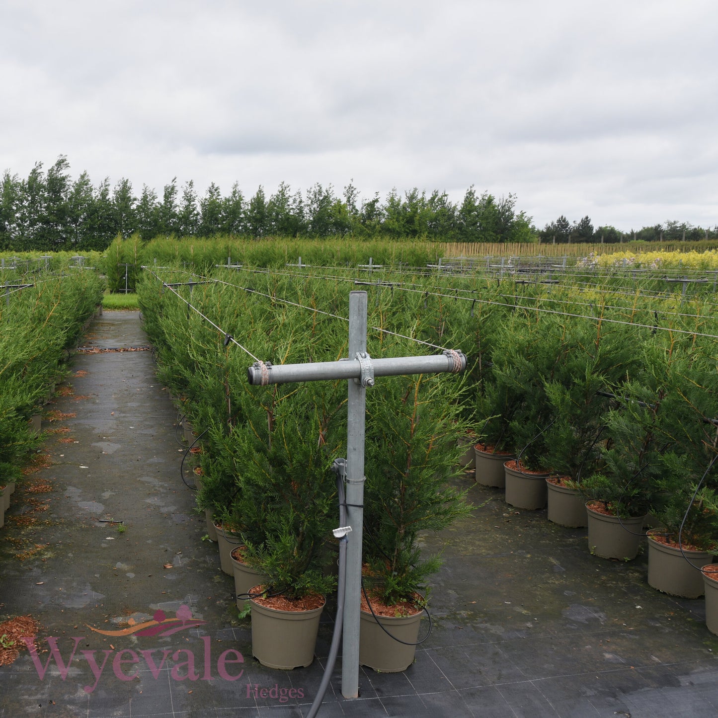 X Cupressocyparis leylandii (Leyland cypress)