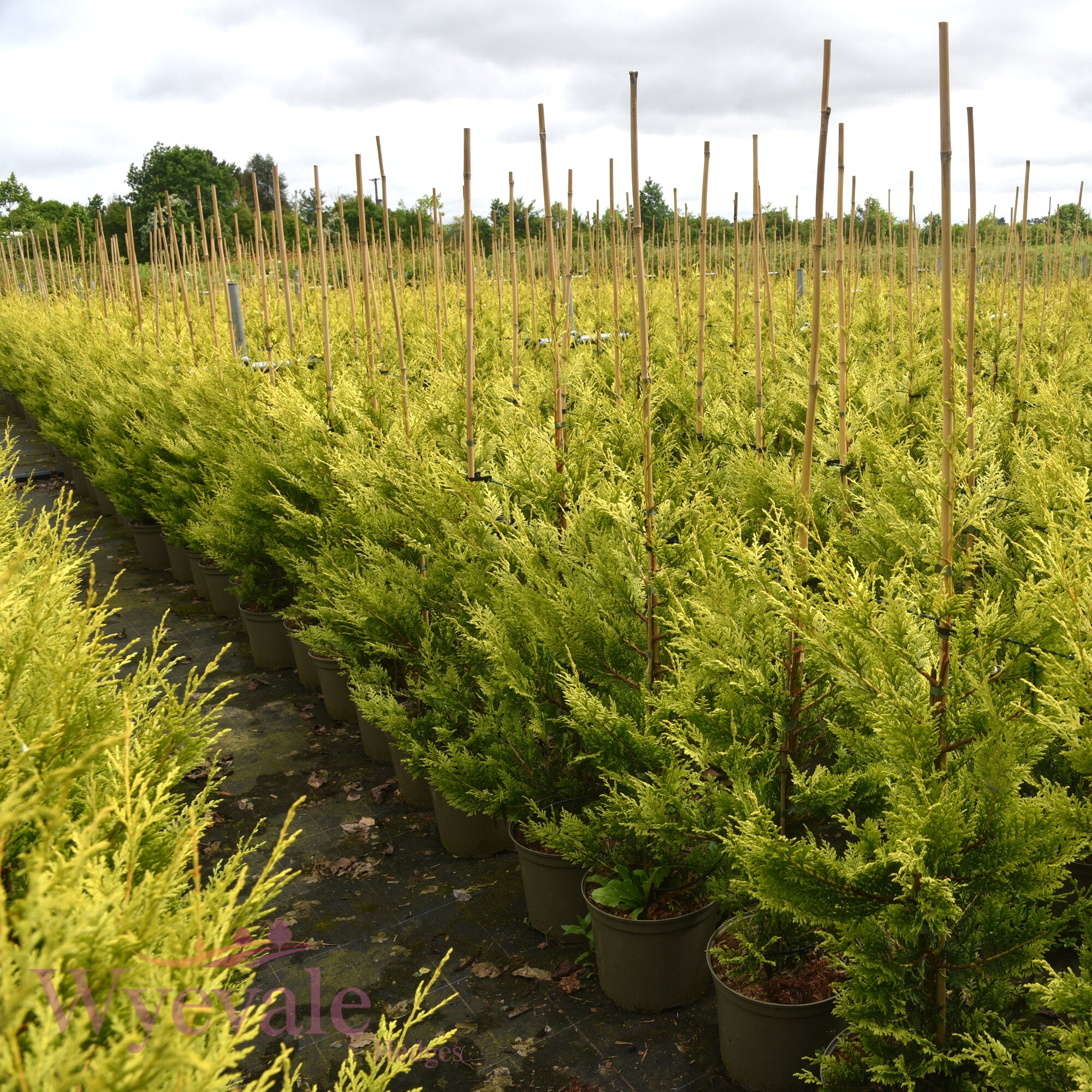 X Cupressocyparis leylandii (Leyland Cypress) 'Excalibur Gold'