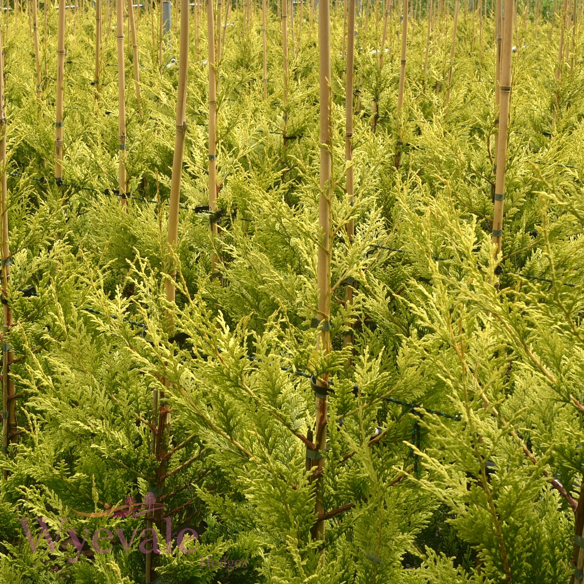 X Cupressocyparis leylandii (Leyland Cypress) 'Excalibur Gold'