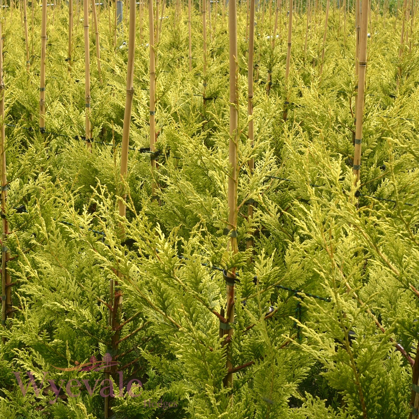 X Cupressocyparis leylandii (Leyland Cypress) 'Excalibur Gold'