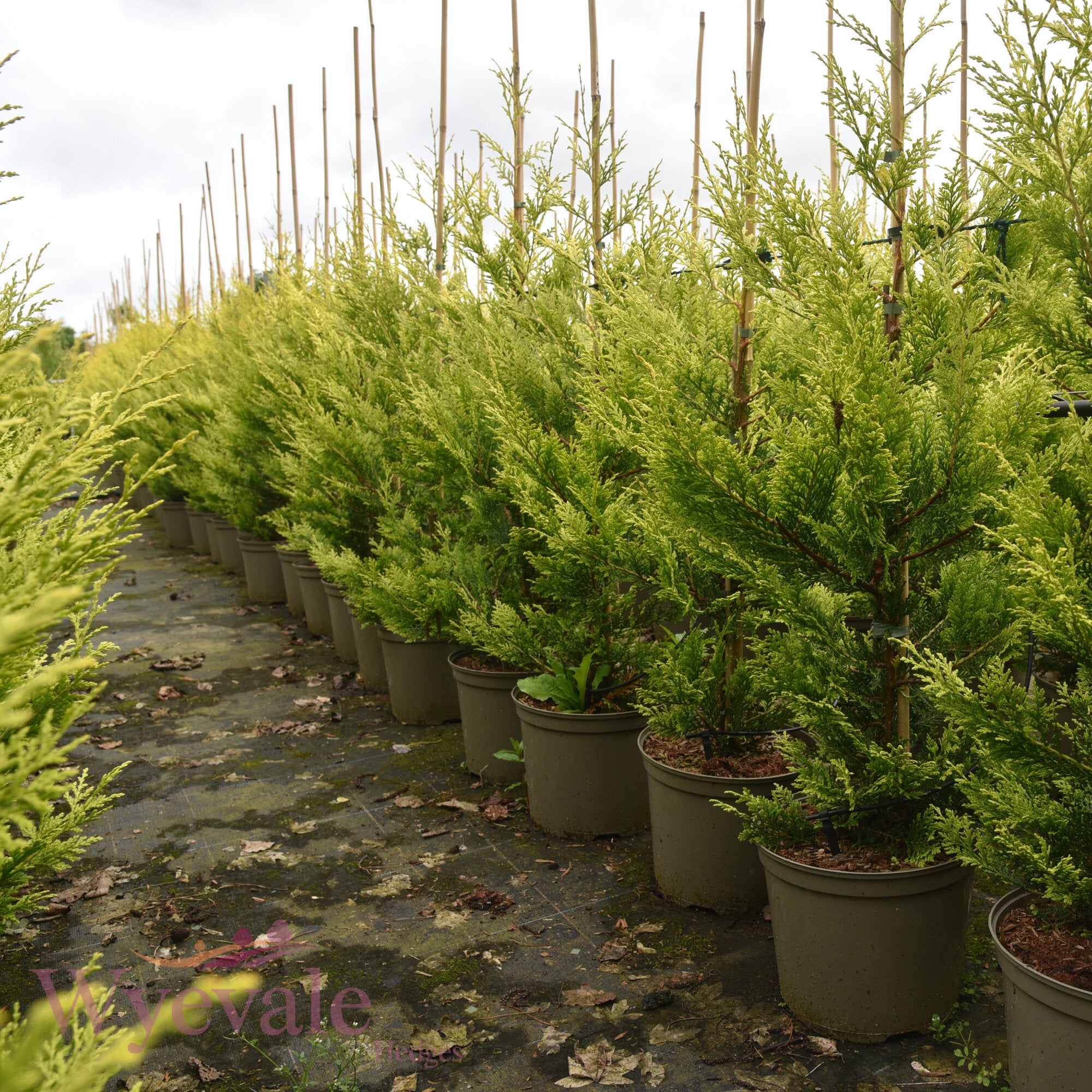 X Cupressocyparis leylandii (Leyland Cypress) 'Excalibur Gold'