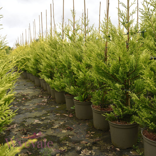 X Cupressocyparis leylandii (Leyland Cypress) 'Excalibur Gold'