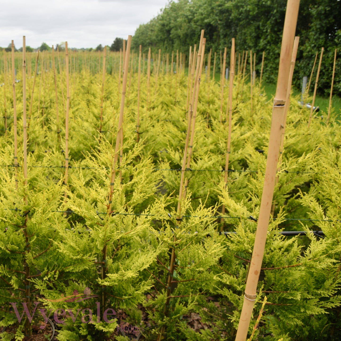 X Cupressocyparis leylandii (Leyland Cypress) 'Excalibur Gold'