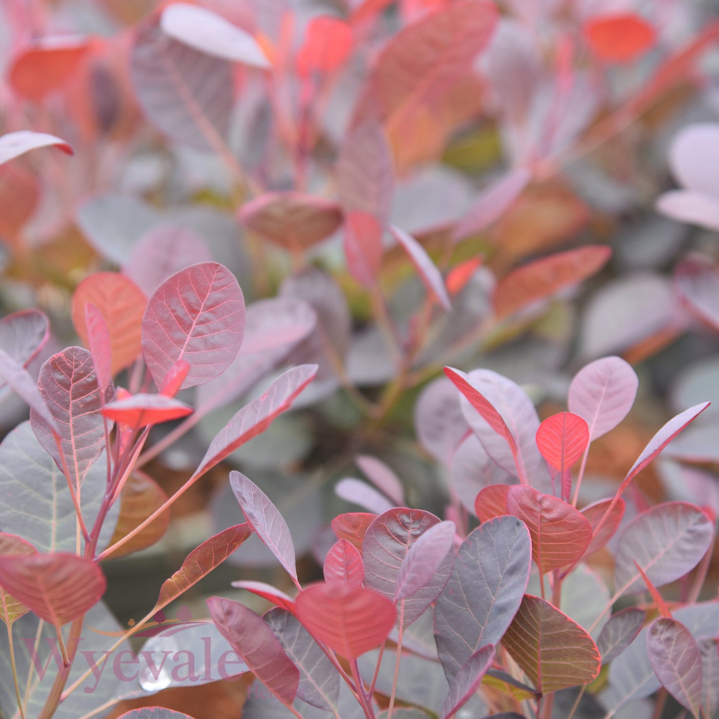 Cotinus coggygria (Smokebush) 'Lilla'