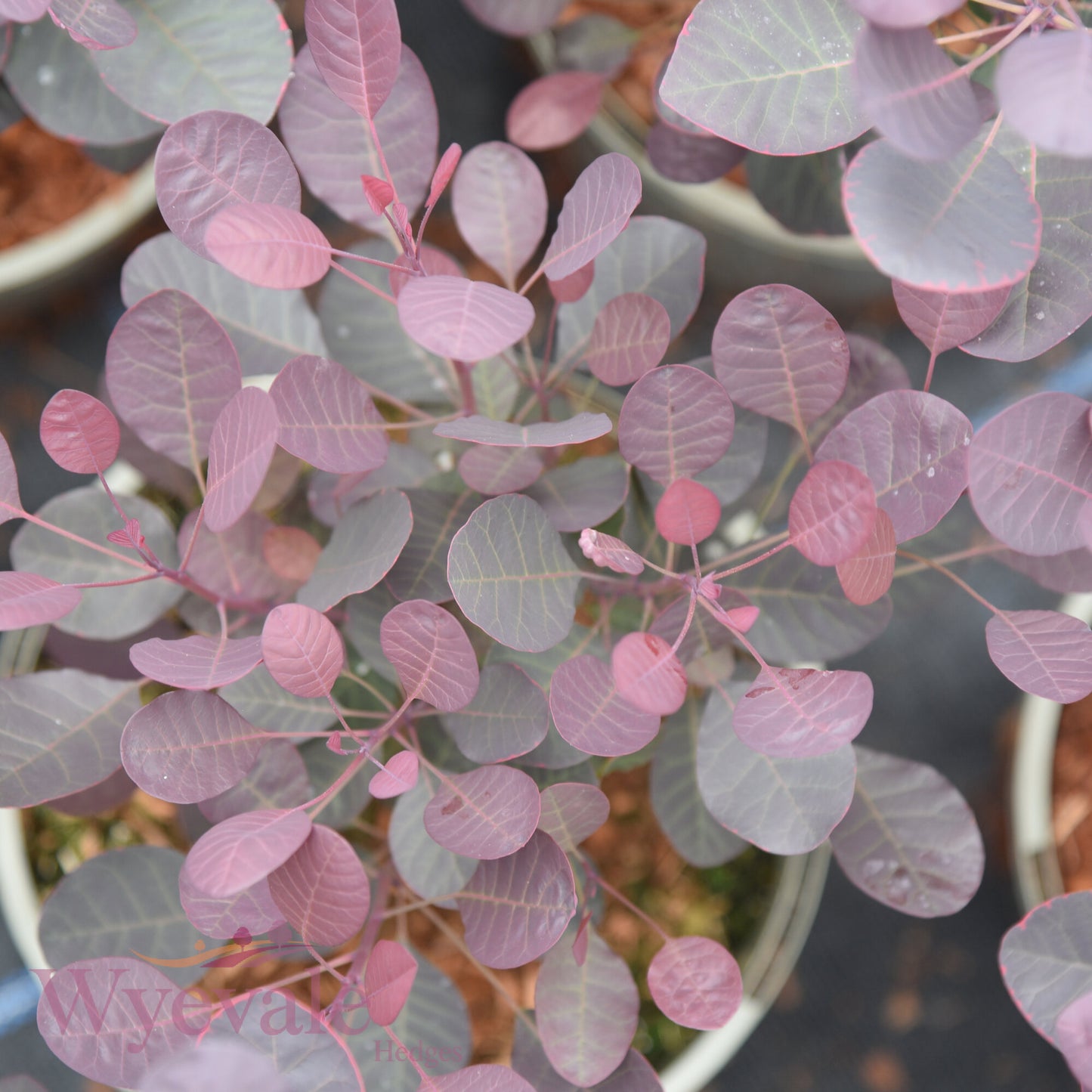 Cotinus coggygria (Smokebush) 'Lilla'