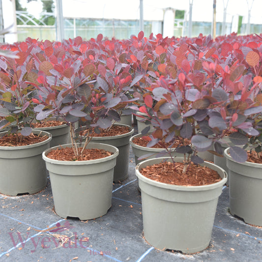 Cotinus coggygria (Smokebush) 'Lilla'