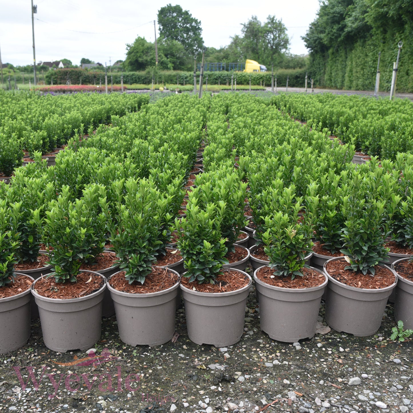Euonymus japonicus (Japanese Spindle) 'Jean Hugues'