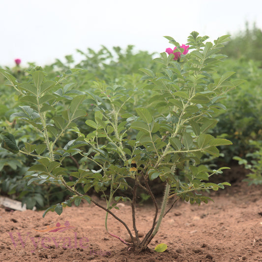 Bareroot Rosa rugosa (Japanese Rose) 'Rubra'