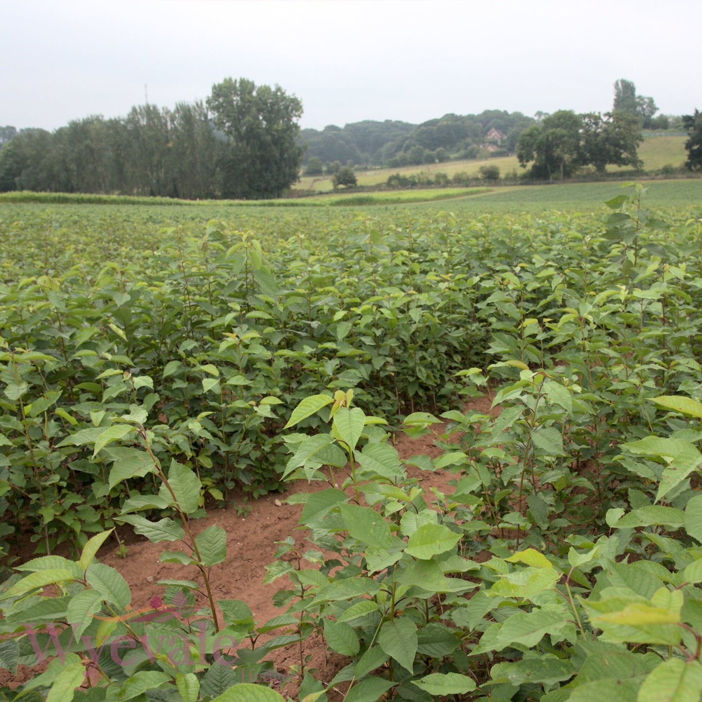 Bareroot Prunus avium (Wild Cherry)