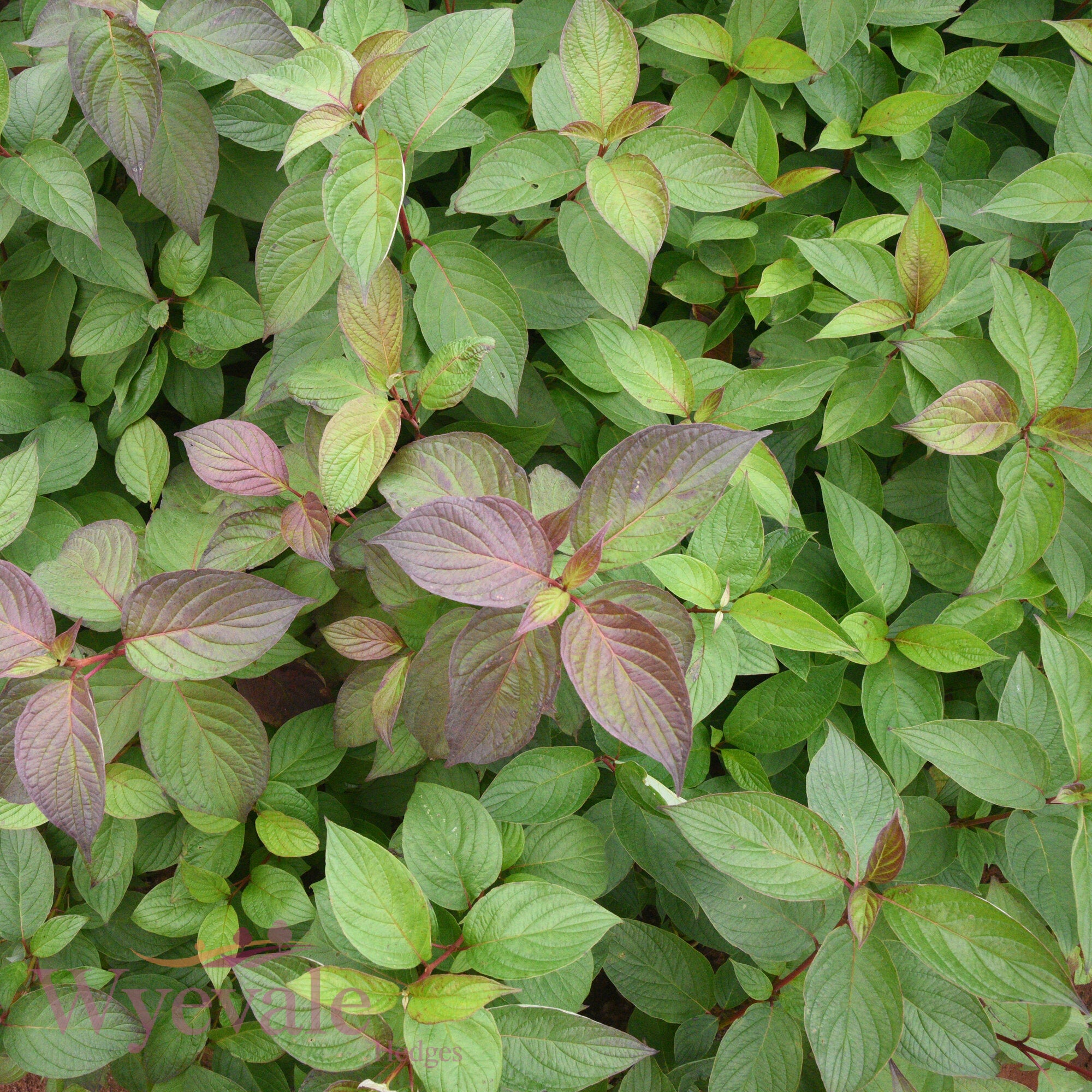 Bareroot Cornus alba (Siberian Dogwood) 'Sibirica'