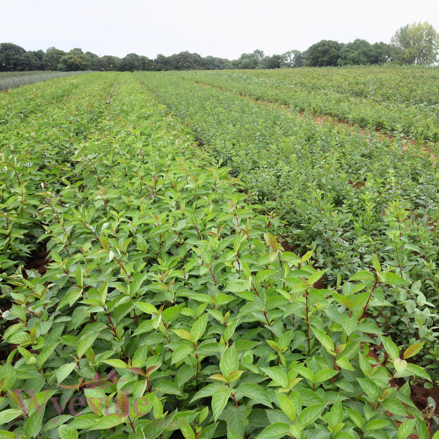 Bareroot Rhamnus cathartica (Buckthorn)