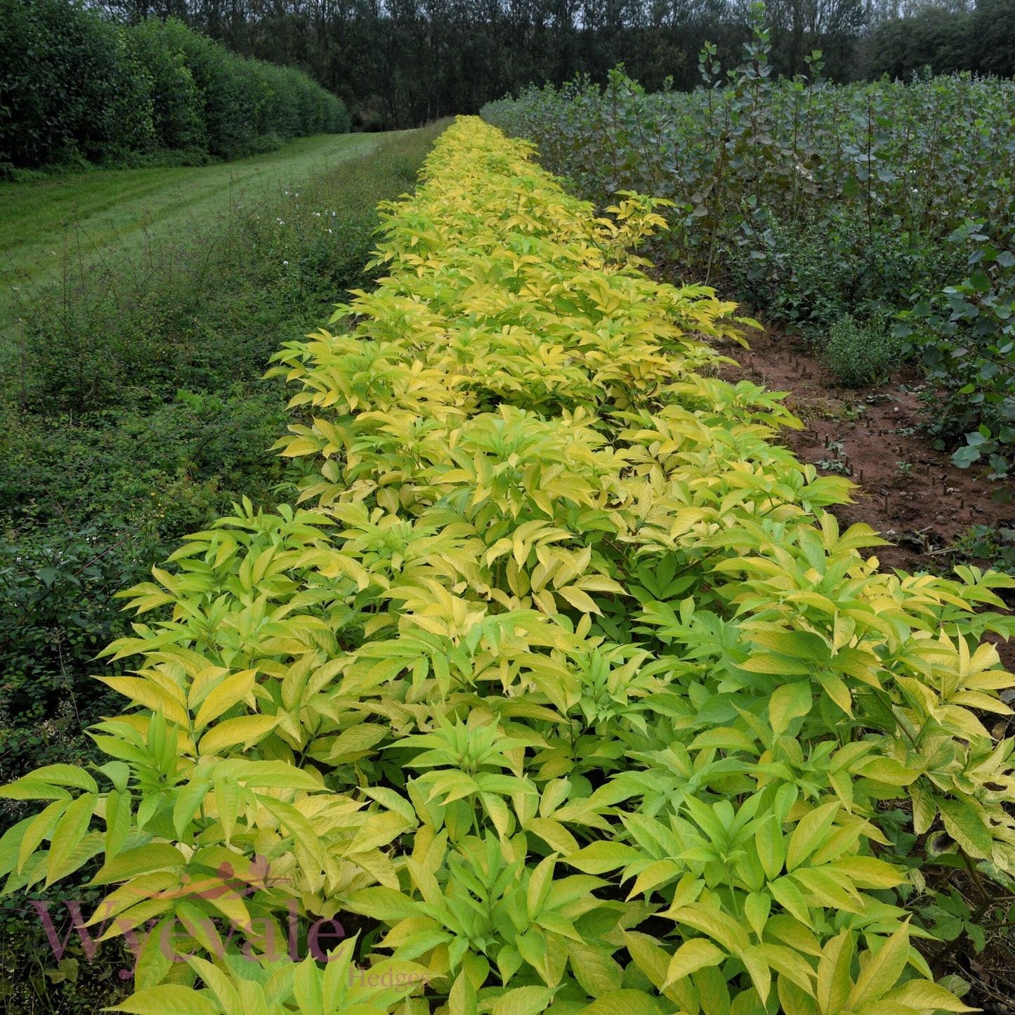 Bareroot Sambucus nigra (Golden Elder) 'Aurea'