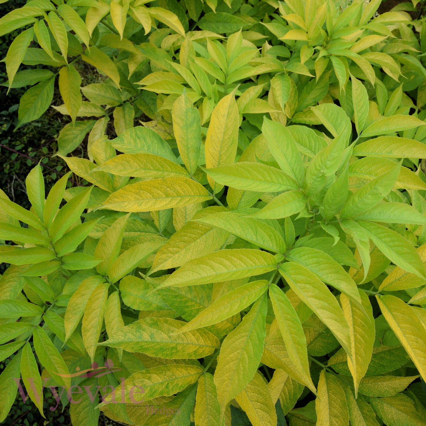 Bareroot Sambucus nigra (Golden Elder) 'Aurea'