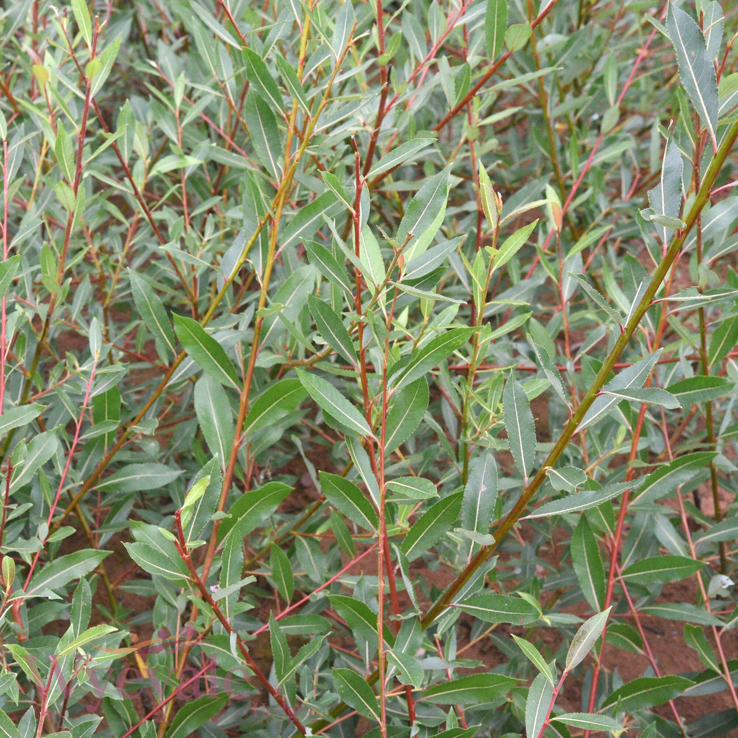 Bareroot Salix daphnoides (Violet Willow)