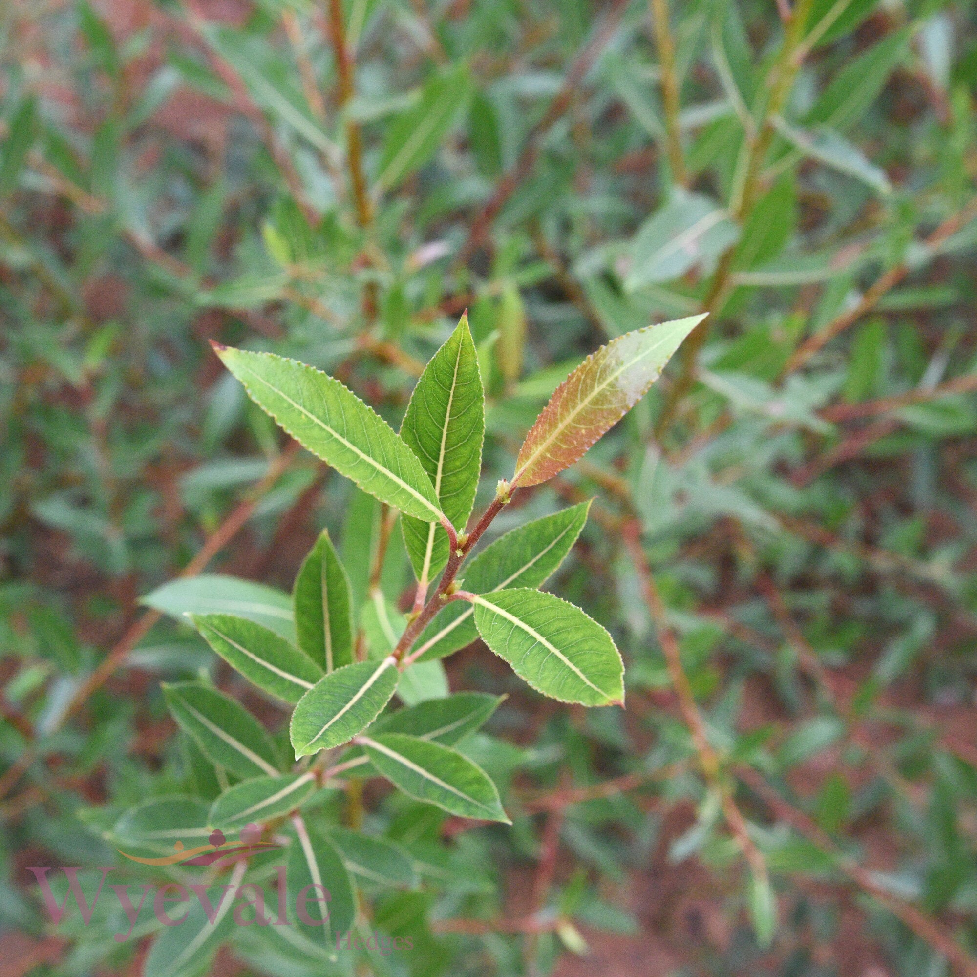 Bareroot Salix daphnoides (Violet Willow)