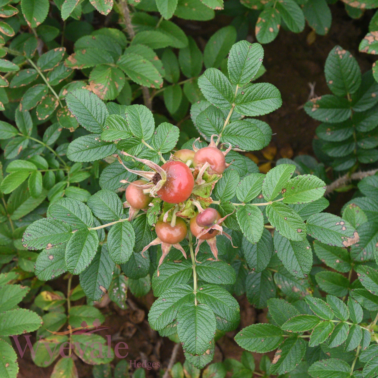 Bareroot Rosa rugosa (Japanese Rose) 'Rubra'