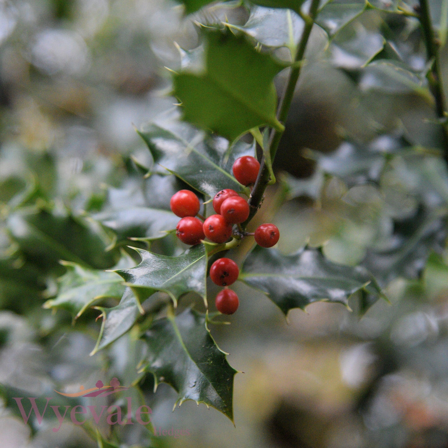 Ilex aquifolium (Holly)