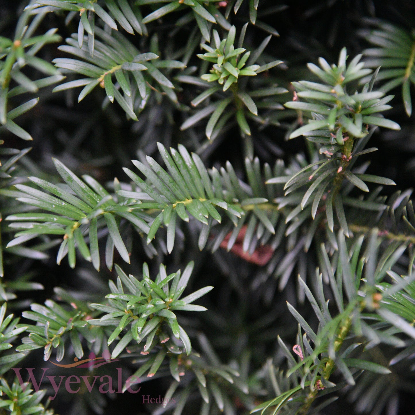 Taxus baccata (Yew)