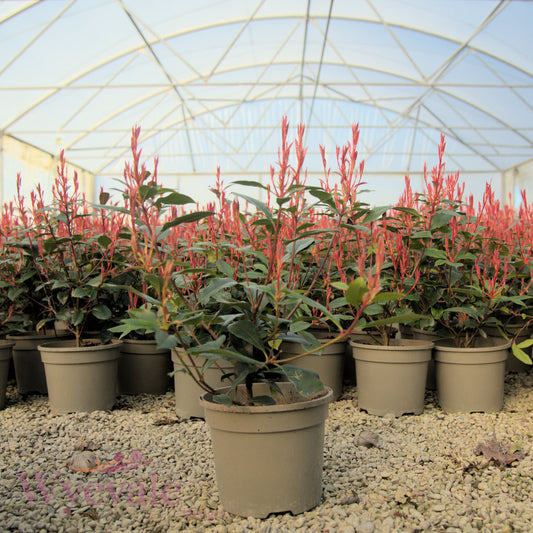 Photinia x fraseri (Red robin) 'Carre Rouge'