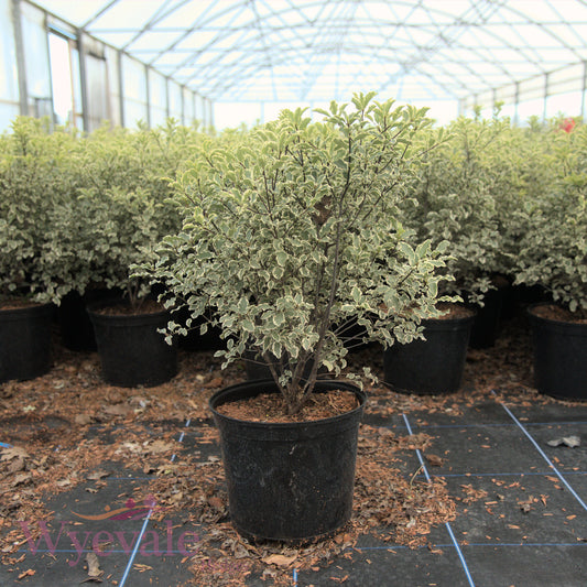 Pittosporum tenuifolium (Flagpole Cherry) 'Variegatum'