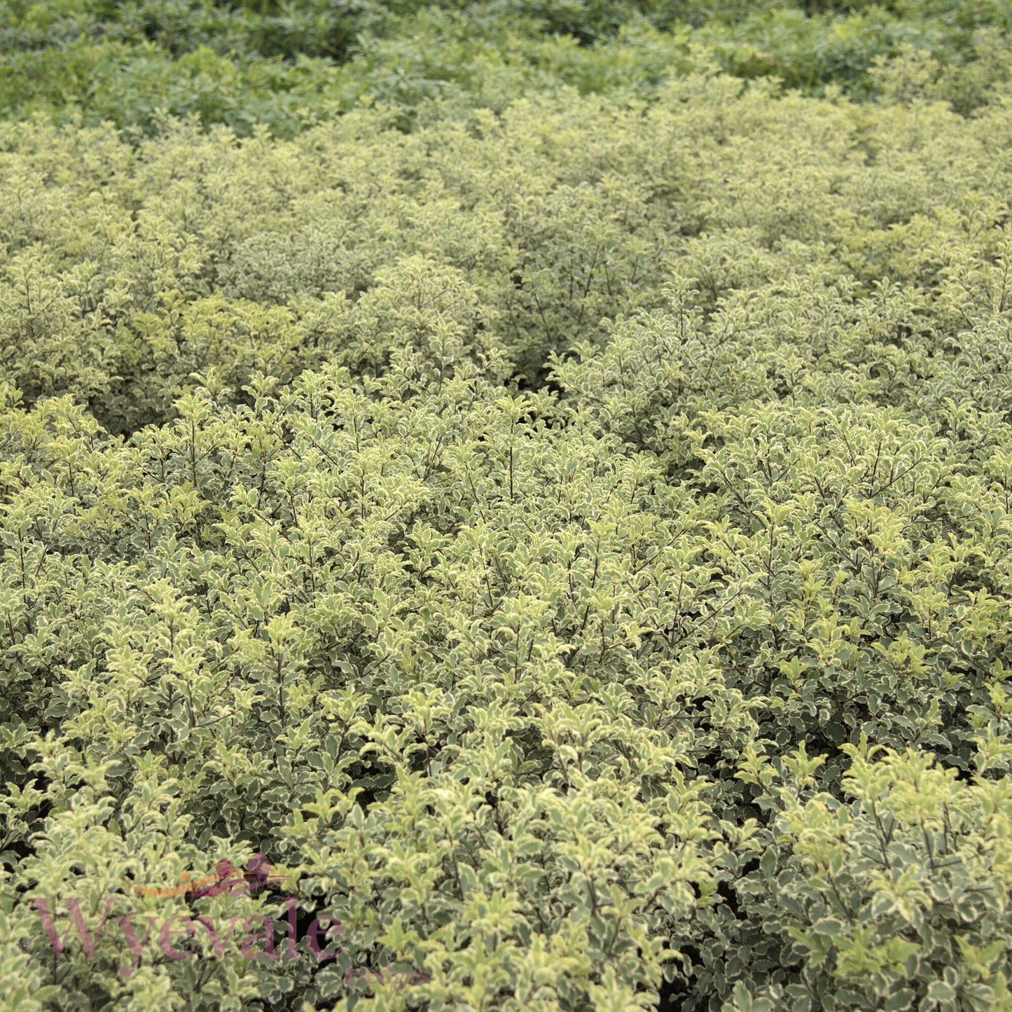 Pittosporum tenuifolium (Flagpole Cherry) 'Variegatum'