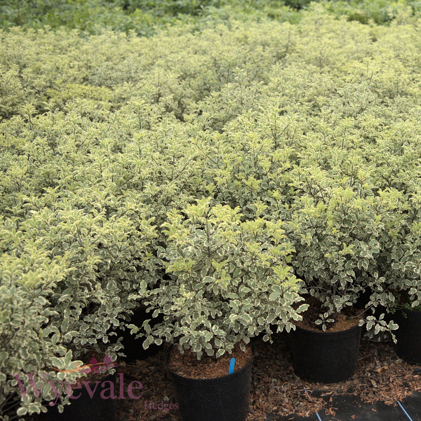 Pittosporum tenuifolium (Flagpole Cherry) 'Variegatum'