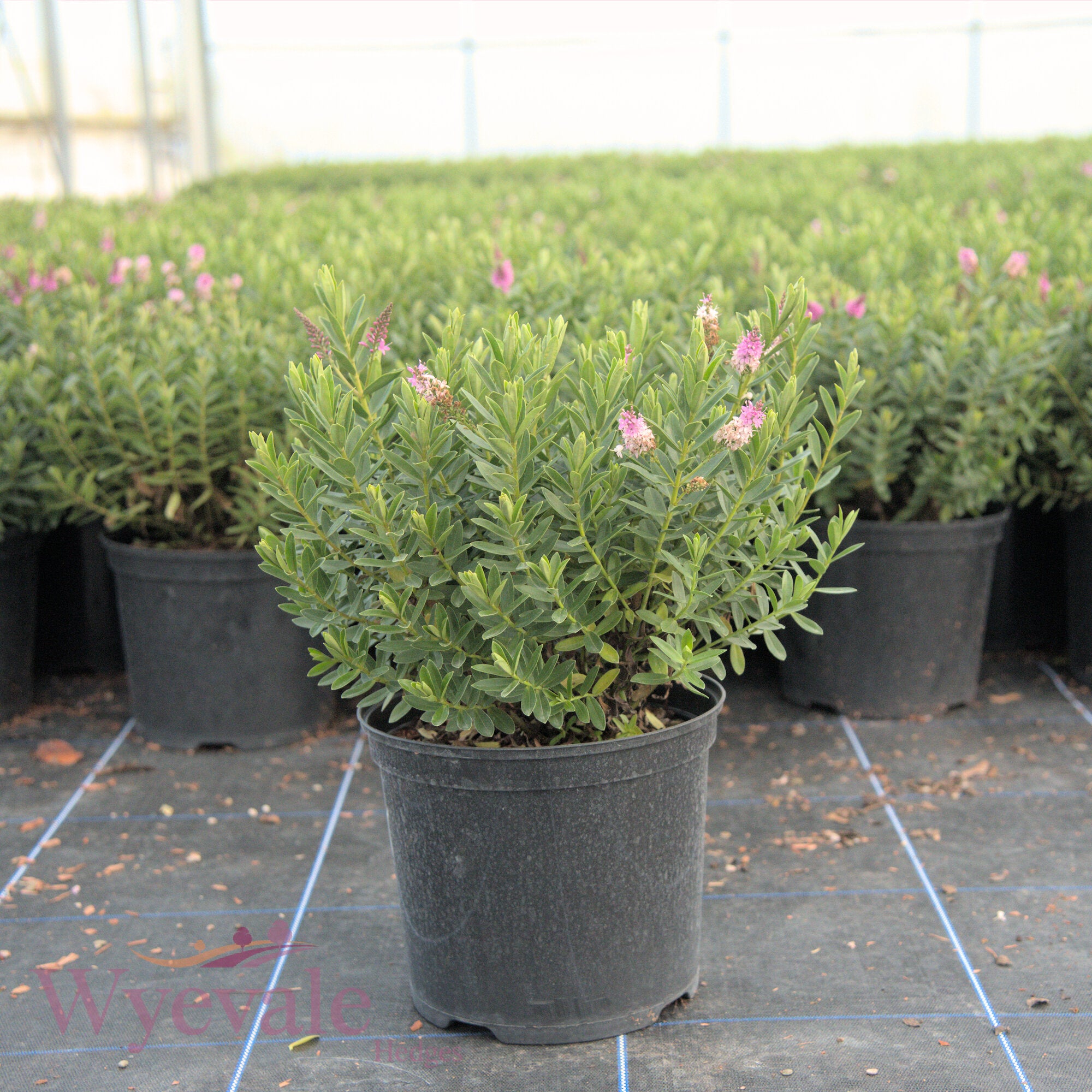 Hebe (Shrubby Veronica) 'Mette'