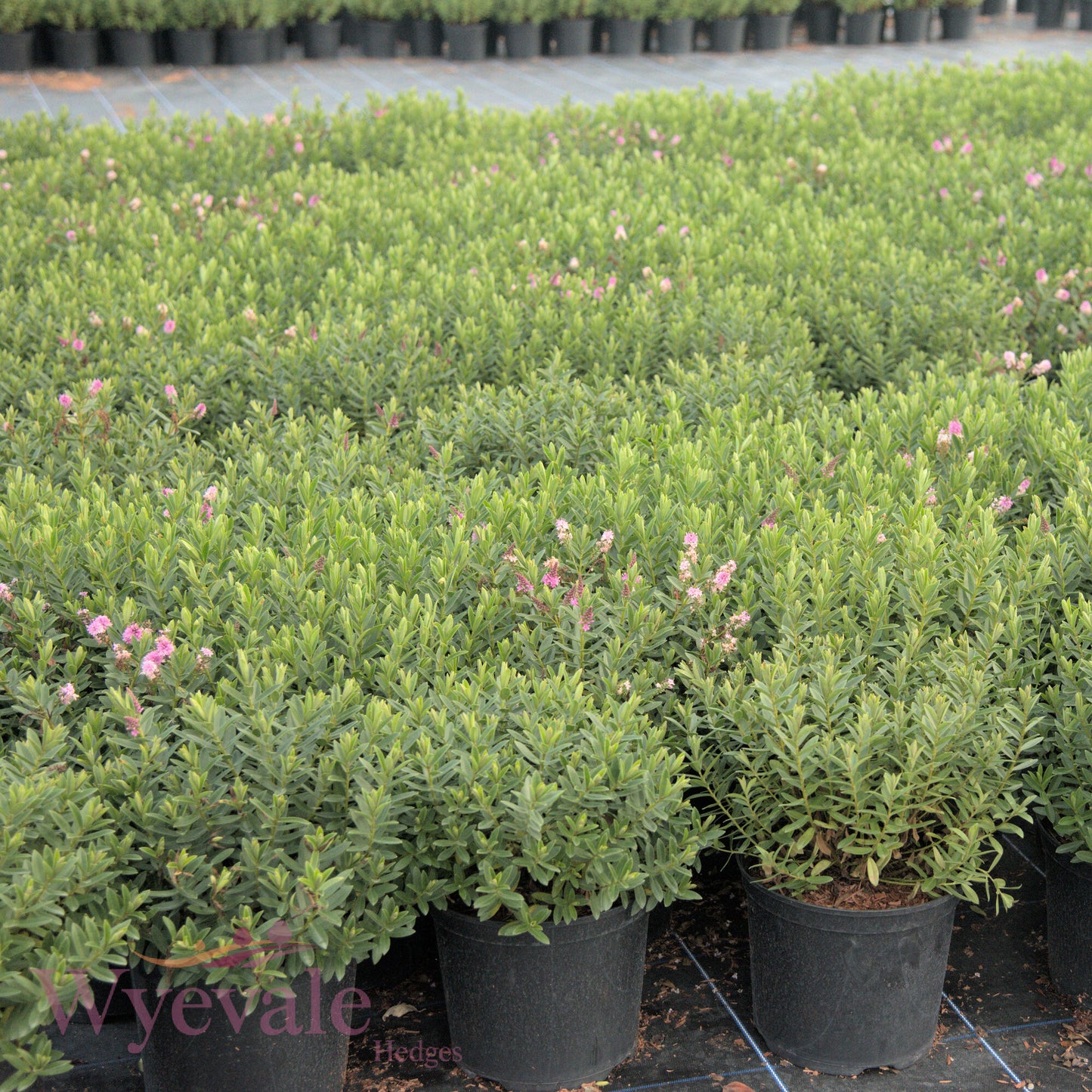 Hebe (Shrubby Veronica) 'Mette'