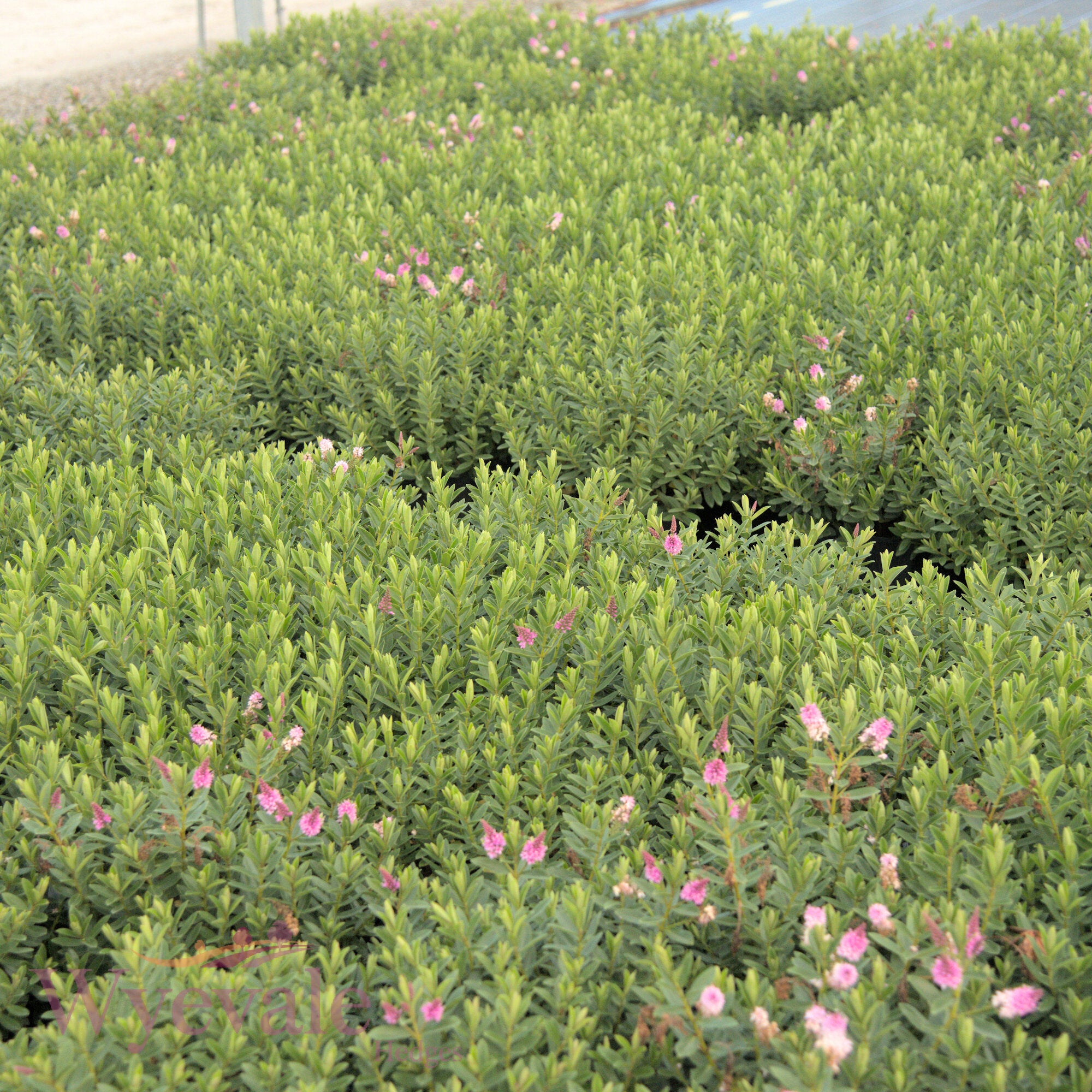 Hebe (Shrubby Veronica) 'Mette'