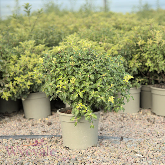 Pittosporum tenuifolium (Purple Kohuhu) 'Gold Star'