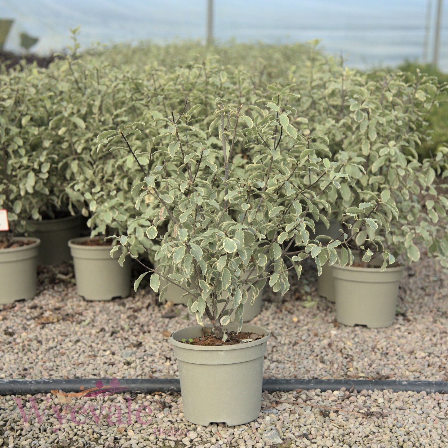 Pittosporum 'Collaig Silver'
